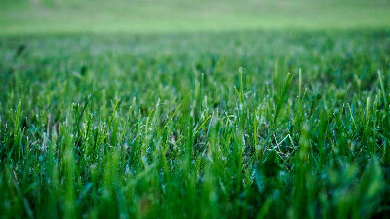 Close-Up of Mowed Grass
